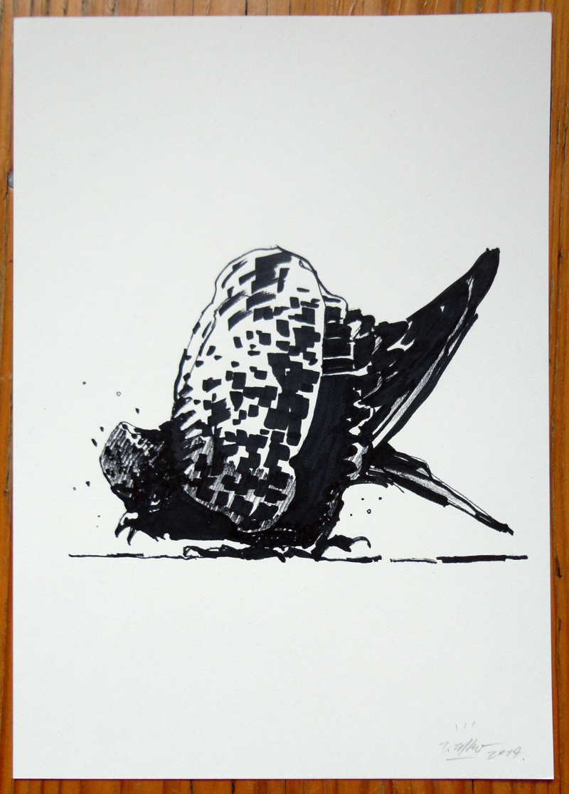 Daniel Zeltner Pigeon